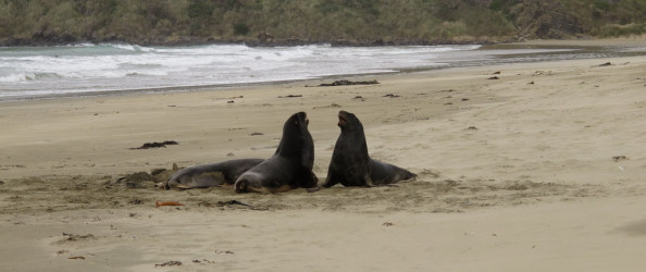 Sea lions, NZ