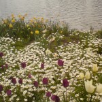 Floriade flowers with lake in background