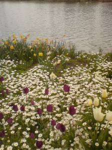 Floriade flowers with lake in background