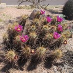 Desert flower, Phoenix, AZ